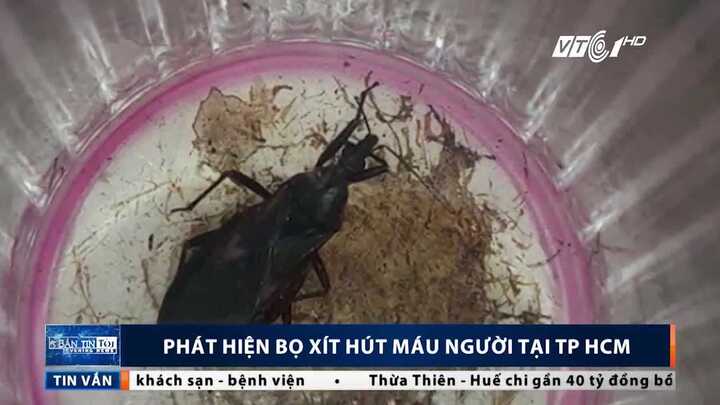 Phát hiện ổ bọ xít hút máu người ở TP.HCM