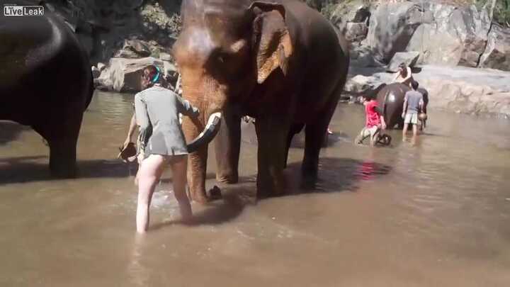 Thót tim clip voi nổi điên dùng ngà hất bay người cô gái trẻ