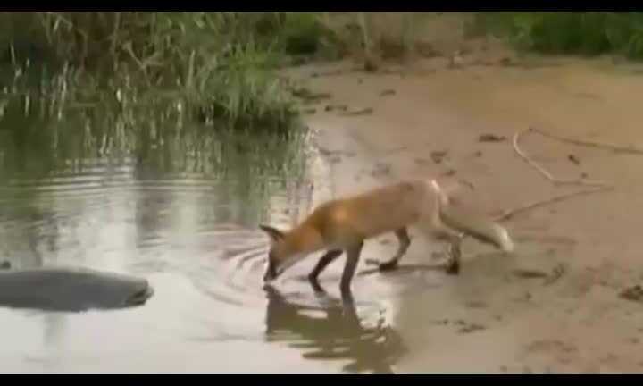 Clip: Cáo tinh ranh 'câu trộm' cá trê khổng lồ của ngư dân