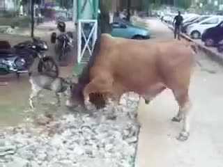 Clip: Dê tí hon đối đầu bò khổng lồ và cái kết ngoạn mục