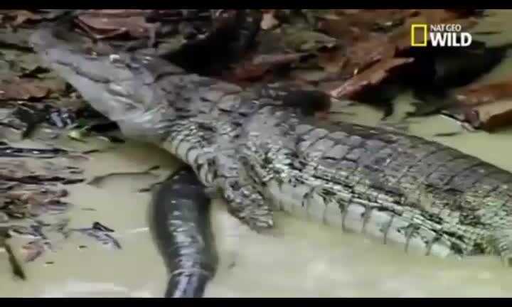 Clip: Cá chình phóng điện giật chết cá sấu