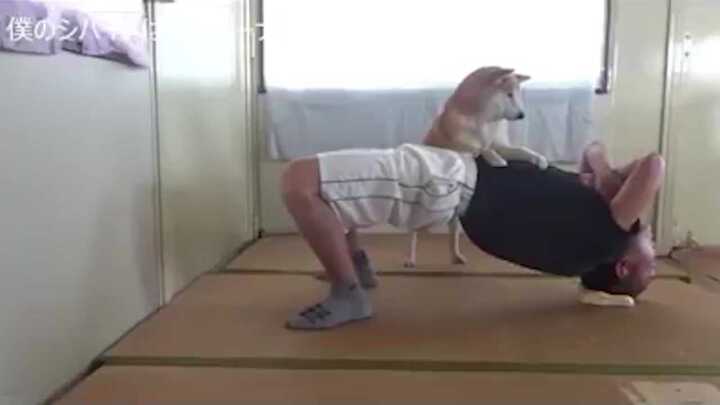 Video: Phì cười chú chó tranh làm 'huấn luyện viên thể hình' cho chủ