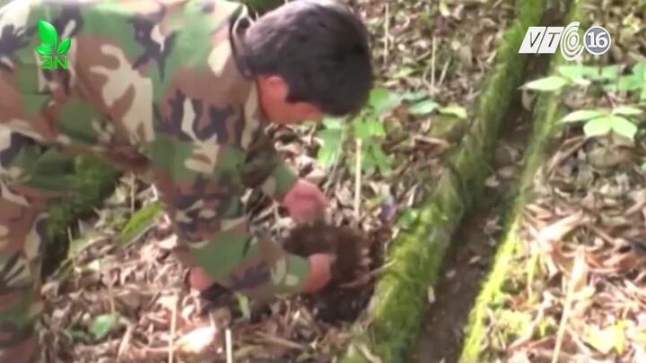 Vụ trộm 500 gốc sâm Ngọc Linh giá hàng trăm triệu đồng: Thủ phạm gây án thế nào?