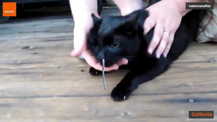 Kinh hãi clip chủ lôi rắn ra khỏi mũi mèo cưng