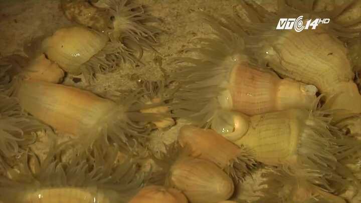 Rum biển: Món ăn 'thần dược' xứ biển