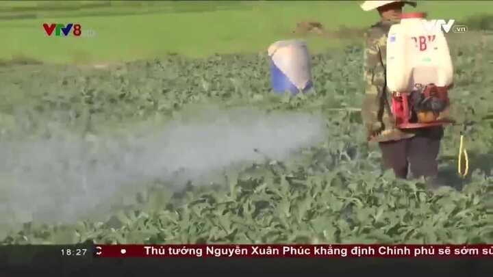 Gia Lai: Tồn dư thuốc trừ sâu quá cao, nông dân không dám ăn dưa hấu do chính mình trồng