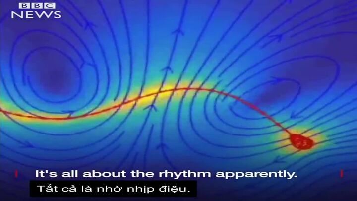 Bí mật giúp tinh trùng duy nhất chiến thắng để thụ tinh với trứng