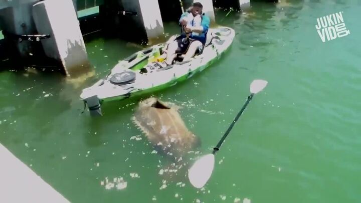 'Quái cá' khổng lồ nặng 250kg cắn câu, suýt làm lật thuyền cần thủ