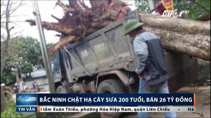 Bắc Ninh chặt hạ cây sưa 200 tuổi, bán giá 26 tỷ đồng