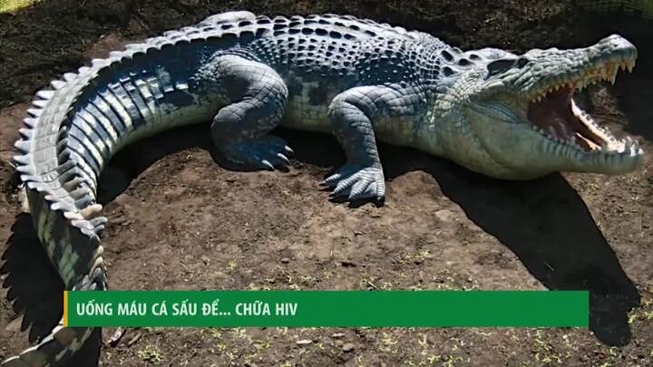 Mexico: Uống máu cá sấu để chữa ung thư, HIV