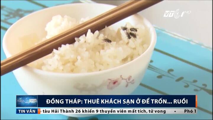 Đồng Tháp: Khổ sở vì ruồi, có người phải thuê khách sạn lánh nạn