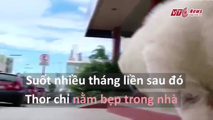 Chú chó nghĩa tình đau đáu nhớ người chủ đã qua đời