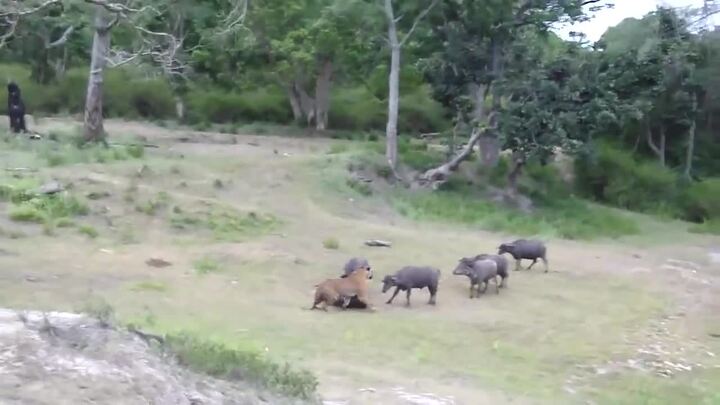 Clip: Đàn trâu rừng tấn công hổ dữ giải cứu đồng loại