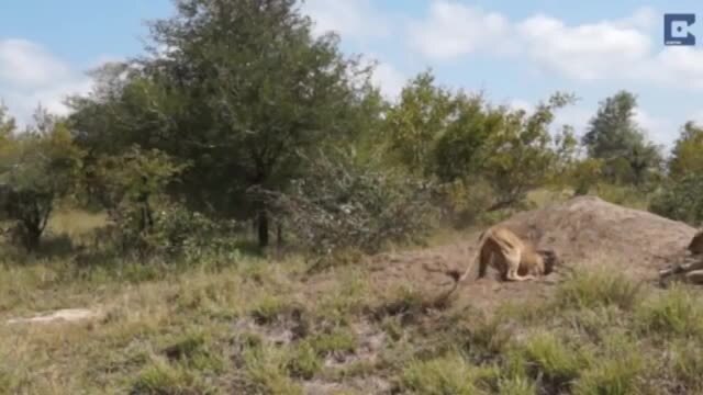 Lợn rừng thông minh khiến sư tử 'bất lực'