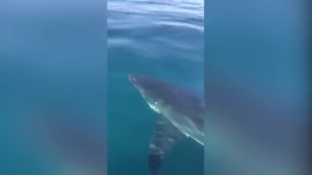 Ngư dân dũng cảm dùng chổi đánh đuổi cá mập