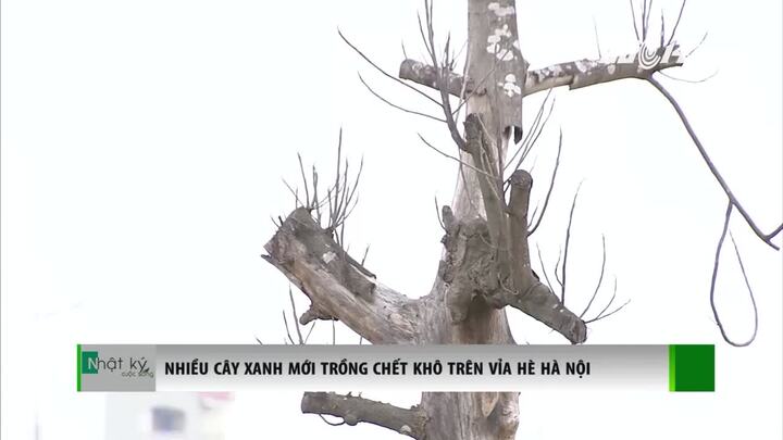 Hà Nội: Cây mới trồng đã chết khô hàng loạt
