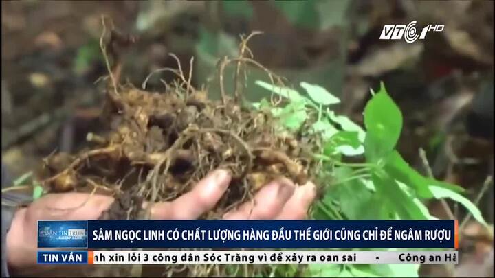 Sâm Ngọc Linh: Đắt nhất thế giới cũng chỉ vào bình rượu đại gia Việt