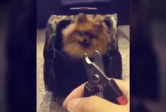 Chú chó nhìn thấy kìm là chạy trốn khiến cư dân mạng bật cười