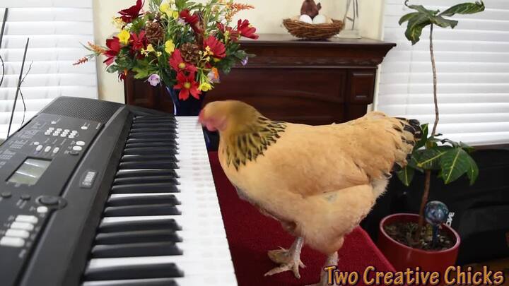 Tròn mắt xem chú gà chơi pinano điêu luyện