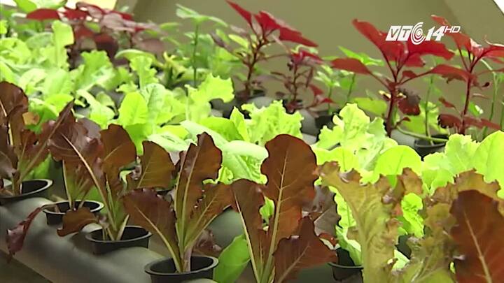 Độc đáo mô hình trồng rau từ rác ngay tại nhà