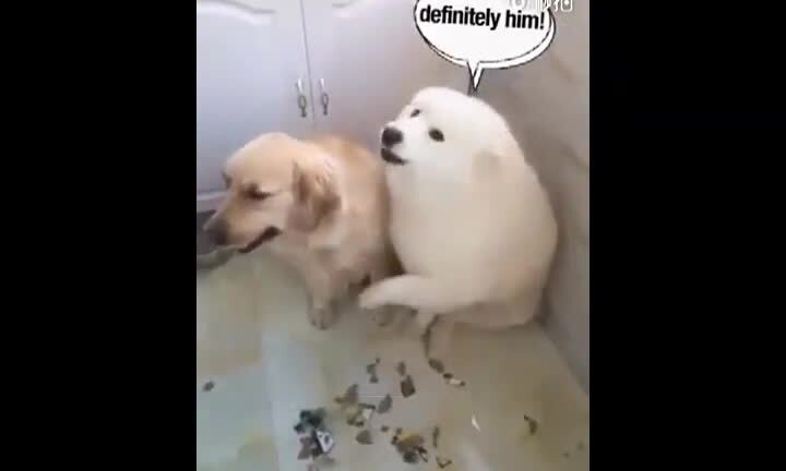 Bị chủ hỏi tội, chú chó Samoyed nhanh nhảu 'bán đứng' bạn