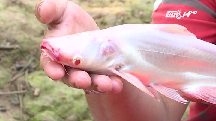 Cận cảnh cá tra bạch tạng quý hiếm xuất hiện trên sông Cổ Chiên
