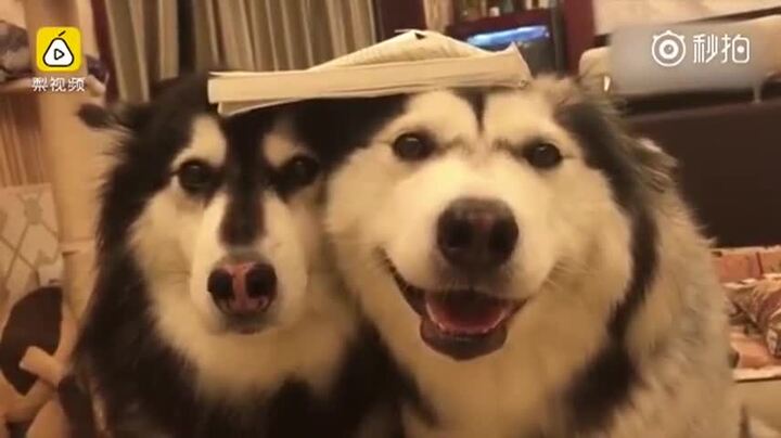 Gặm nát sách, 2 chú chó bị chủ phạt cực dễ thương