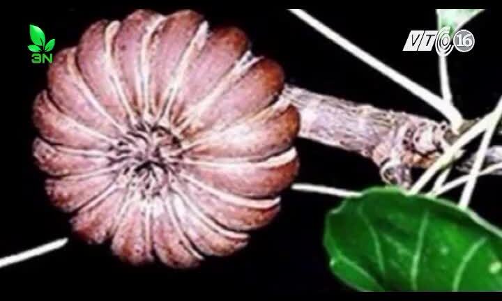 Cây ngô đồng độc và nguy hiểm thế nào?