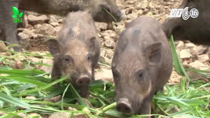 Bí quyết nuôi lợn rừng sạch, thơm ngon