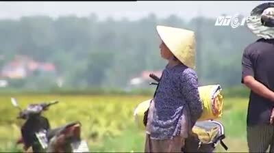 Quảng Ngãi: Nông dân khốn đốn vì lúa chín mà không thể thu hoạch