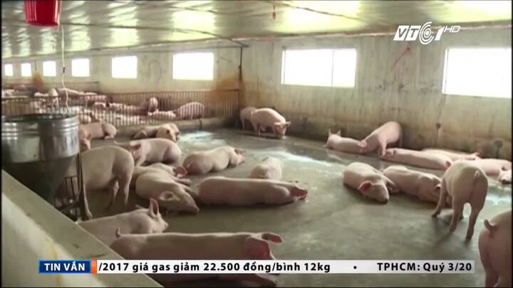 Trung Quốc mua lợn trở lại, khủng hoảng tạm qua