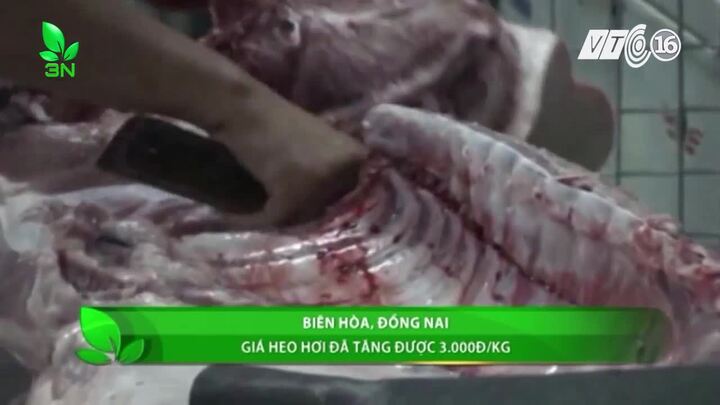 Giải cứu lợn: Giá lợn hơi tại Đồng Nai đang nhích lên