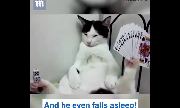 Chú mèo có biệt tài giữ thăng bằng đồ vật cực 'bá đạo'