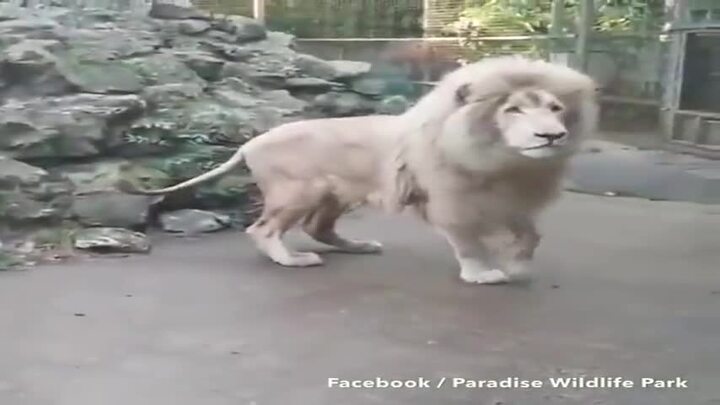 Thấy bong bóng nổ ngay trước mũi, sư tử giật mình nhảy dựng