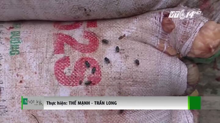 Bắt 2 tạ mỡ, nội tạng thối, ruồi nhặng bâu kín sắp lên bàn nhậu