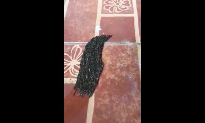 Sự thật về sinh vật lạ bầy nhầy gớm ghiếc khiến dân mạng nổi da gà