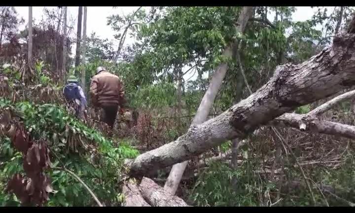 Video: Đột nhập 'đại công trường' khai thác gỗ quý của lâm tặc ở Đắk Nông