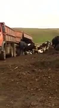 Video: Hàng chục con bò bị ném khỏi xe như đổ rác