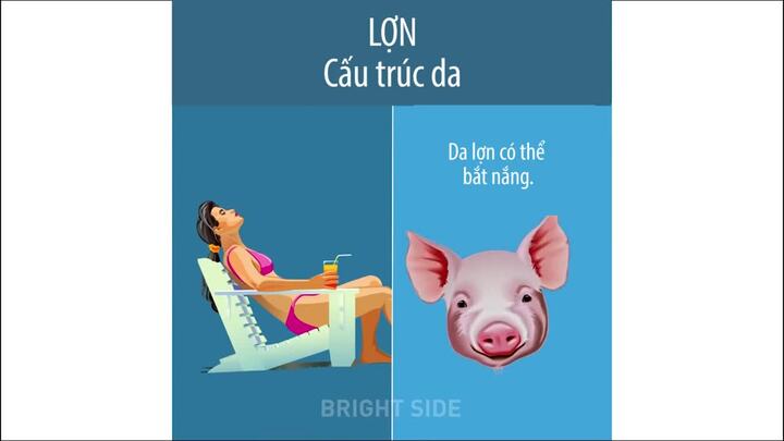 Điểm giống nhau giữa con người và động vật khiến ai cũng bất ngờ