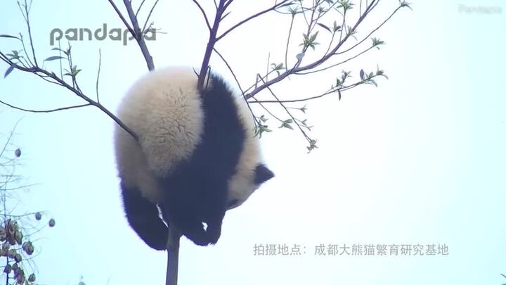 Nghịch ngợm leo trèo, gấu trúc mắc kẹt trên ngọn cây