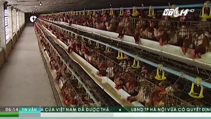 Chưa bán hết lợn, lại lo giải cứu gà