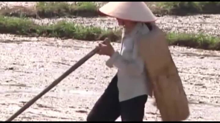 Video: Cách chống nóng cực kỳ hiệu quả của người nông dân