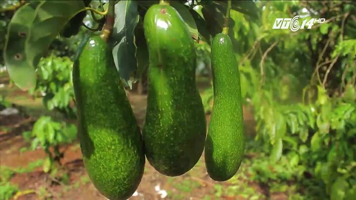 Cận cảnh giống bơ khổng lồ dài gần nửa mét ở Lâm Đồng