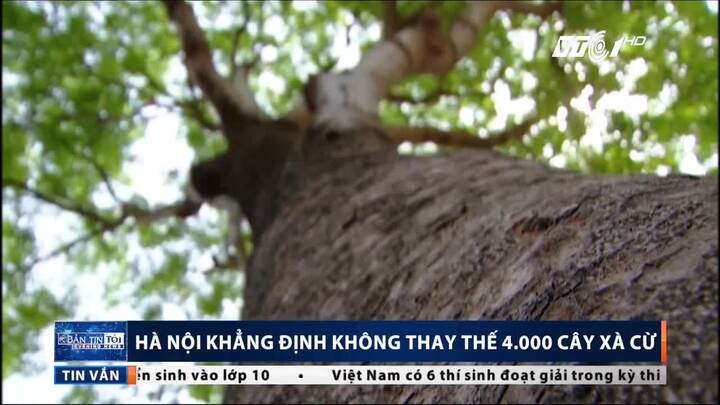 Thay thế 4.000 cây xà cừ: Giám đốc Sở Xây dựng Hà Nội thông tin bất ngờ