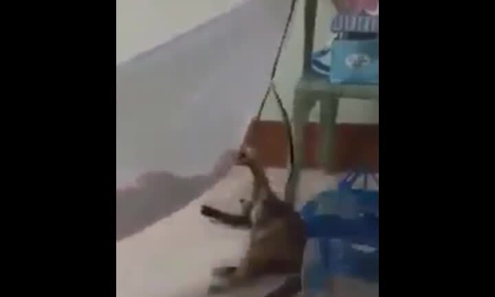 Clip chó cưng đưa võng ru em bé ngủ hút triệu lượt xem