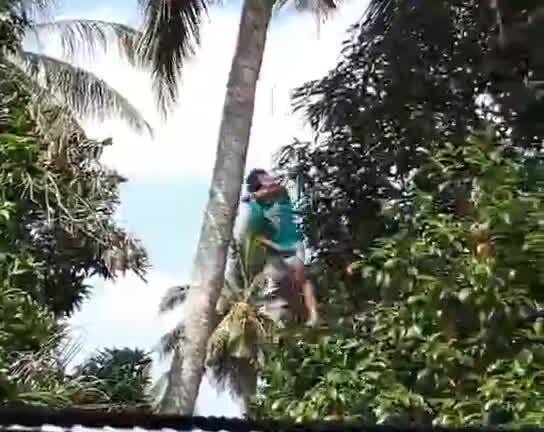 Trèo cây hái dừa, nam thanh niên bị thòng lọng thắt cổ suýt chết