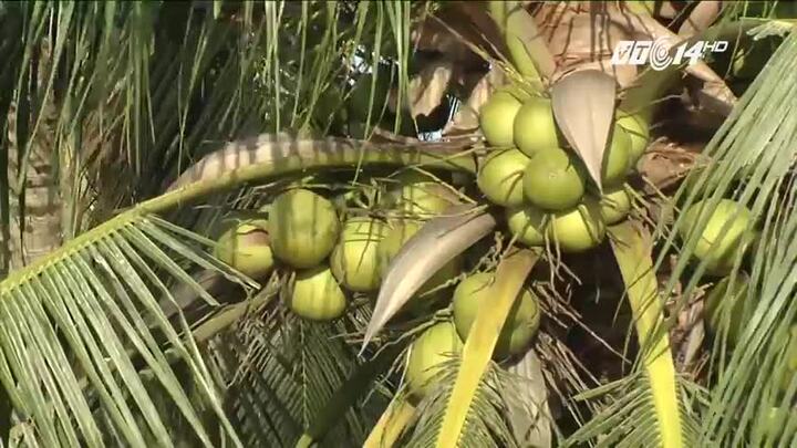 Nông dân đổi đời, kiếm tiền tỷ nhờ tận dụng 'rác' của quả dừa