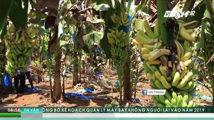 Nửa đầu năm 2017: Giá nông sản thi nhau chạm đáy, nông dân khổ sở