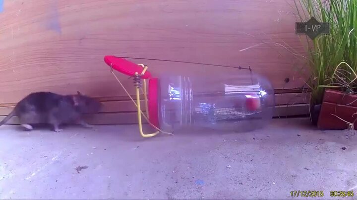 Cách tự chế bẫy chuột đơn giản cực lợi hại, ‘bách phát bách trúng’