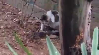 Mèo rình chuột cực chuyên nghiệp và cái kết khiến người xem 'té ngửa'